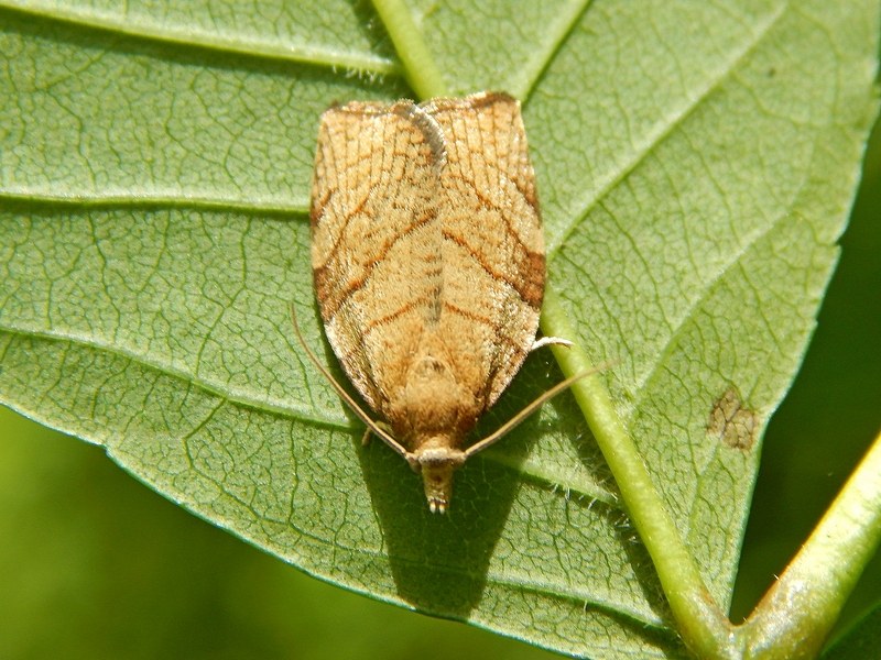 Noctuidae (?): aiuto ID1